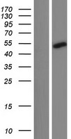 CCDC121 Protein - Western validation with an anti-DDK antibody * L: Control HEK293 lysate R: Over-expression lysate