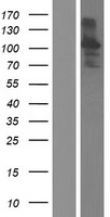 CCDC129 Protein - Western validation with an anti-DDK antibody * L: Control HEK293 lysate R: Over-expression lysate