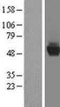 CCDC130 Protein - Western validation with an anti-DDK antibody * L: Control HEK293 lysate R: Over-expression lysate
