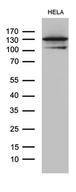 CCDC132 Antibody - Western blot analysis of extracts. (35ug) from Hela cell line by using anti-CCDC132 monoclonal antibody. (1:500)