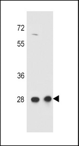 CCDC134 Antibody - CCDC134 Antibody western blot of HepG2,CEM cell line lysates (35 ug/lane). The CCDC134 antibody detected the CCDC134 protein (arrow).