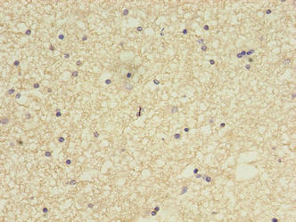CCDC134 Antibody - Immunohistochemistry of paraffin-embedded human brain tissue using CCDC134 Antibody at dilution of 1:100