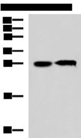 CCDC134 Antibody - Western blot analysis of 293T cell lysates  using CCDC134 Polyclonal Antibody at dilution of 1:800