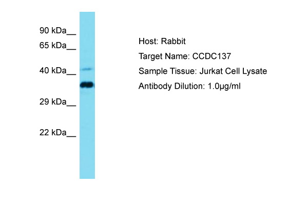 CCDC137 Antibody -  This image was taken for the unconjugated form of this product. Other forms have not been tested.