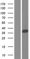 CCDC137 Protein - Western validation with an anti-DDK antibody * L: Control HEK293 lysate R: Over-expression lysate