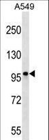 CCDC141 Antibody - CCDC141 Antibody western blot of A549 cell line lysates (35 ug/lane). The CCDC141 antibody detected the CCDC141 protein (arrow).