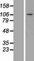 CCDC141 Protein - Western validation with an anti-DDK antibody * L: Control HEK293 lysate R: Over-expression lysate