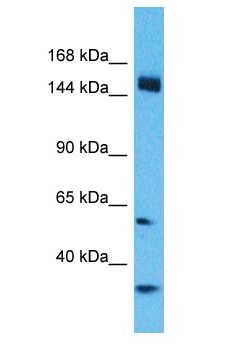 CCDC144A Antibody - CCDC144A antibody Western Blot of HeLa. Antibody dilution: 1 ug/ml.  This image was taken for the unconjugated form of this product. Other forms have not been tested.