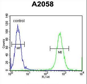 CCDC148 Antibody - CCDC148 Antibody flow cytometry of A2058 cells (right histogram) compared to a negative control cell (left histogram). FITC-conjugated goat-anti-rabbit secondary antibodies were used for the analysis.