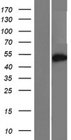 CCDC149 Protein - Western validation with an anti-DDK antibody * L: Control HEK293 lysate R: Over-expression lysate