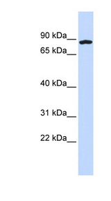 CCDC151 Antibody - CCDC151 antibody Western blot of 293T cell lysate. This image was taken for the unconjugated form of this product. Other forms have not been tested.