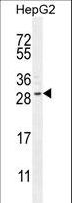 CCDC153 Antibody - CCDC153 Antibody western blot of HepG2 cell line lysates (35 ug/lane). The CCDC153 antibody detected the CCDC153 protein (arrow).