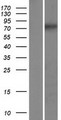 CCDC154 Protein - Western validation with an anti-DDK antibody * L: Control HEK293 lysate R: Over-expression lysate