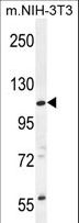 CCDC158 Antibody - CCDC158 Antibody western blot of mouse NIH-3T3 cell line lysates (35 ug/lane). The CCDC158 antibody detected the CCDC158 protein (arrow).
