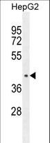 CCDC17 Antibody - CCDC17 Antibody western blot of HepG2 cell line lysates (35 ug/lane). The CCDC17 antibody detected the CCDC17 protein (arrow).