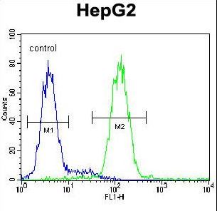 CCDC17 Antibody - CCDC17 Antibody flow cytometry of HepG2 cells (right histogram) compared to a negative control cell (left histogram). FITC-conjugated goat-anti-rabbit secondary antibodies were used for the analysis.