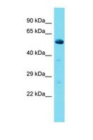 CCDC174 Antibody - Western blot of Rat Pancreas. Ccdc174 antibody dilution 1.0 ug/ml.  This image was taken for the unconjugated form of this product. Other forms have not been tested.