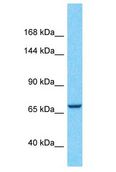 CCDC180 / C9orf174 Antibody - CCDC180 / C9orf174 antibody Western Blot of THP-1. Antibody dilution: 1 ug/ml.  This image was taken for the unconjugated form of this product. Other forms have not been tested.