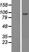 CCDC186 / C10orf118 Protein - Western validation with an anti-DDK antibody * L: Control HEK293 lysate R: Over-expression lysate