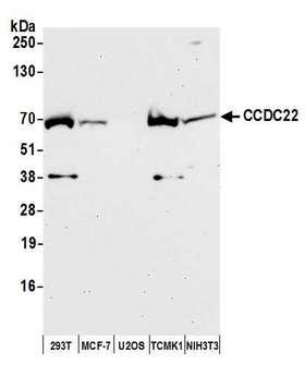 CCDC22 Antibody - Detection of human and mouse CCDC22 by western blot. Samples: Whole cell lysate (50 µg) from HEK293T, MCF-7, U2OS, mouse TCMK-1, and mouse NIH 3T3 cells prepared using NETN lysis buffer. Antibody: Affinity purified rabbit anti-CCDC22 antibody used for WB at 1:1000. Detection: Chemiluminescence with an exposure time of 30 seconds.