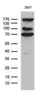 CCDC22 Antibody - Western blot analysis of extracts. (35ug) from 293T cell line by using anti-CCDC22 monoclonal antibody. (1:500)