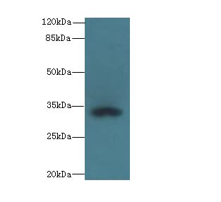 CCDC24 Antibody - Western blot. All lanes: CCDC24 antibody at 6 ug/ml+ MCF7 whole cell lysate Goat polyclonal to rabbit at 1:10000 dilution. Predicted band size: 34 kDa. Observed band size: 34 kDa.