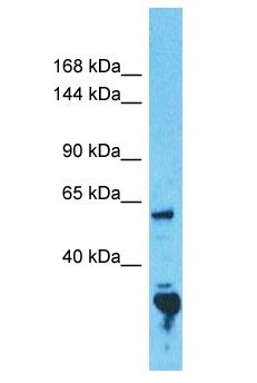 CCDC30 Antibody - CCDC30 antibody Western Blot of 293T. Antibody dilution: 1 ug/ml.  This image was taken for the unconjugated form of this product. Other forms have not been tested.