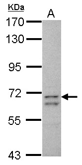 CCDC37 Antibody - Sample (30 ug of whole cell lysate) A: HepG2 7.5% SDS PAGE CCDC37 antibody diluted at 1:1000