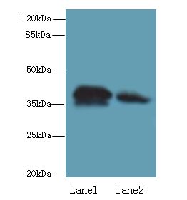 CCDC42 Antibody - Western blot. All lanes: CCDC42 antibody at 0.8 ug/ml. Lane 1: Mouse brain tissue. Lane 2: Mouse heart tissue. Secondary Goat polyclonal to Rabbit IgG at 1:10000 dilution. Predicted band size: 38 kDa. Observed band size: 38 kDa.