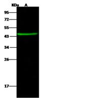 CCDC42 Antibody - Anti-CCDC42 rabbit polyclonal antibody at 1:500 dilution. Lane A: Mousehearttissuelysate Whole Cell Lysate. Lysates/proteins at 30 ug per lane. Secondary: Goat Anti-Rabbit IgG H&L (Dylight 800) at 1/10000 dilution. Developed using the Odyssey technique. Performed under reducing conditions. Predicted band size: 38 kDa. Observed band size: 45 kDa.