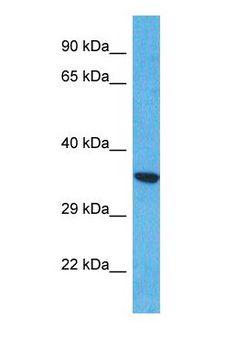 CCDC42B Antibody - Western blot of CCDC42B Antibody with human HepG2 Whole Cell lysate.  This image was taken for the unconjugated form of this product. Other forms have not been tested.