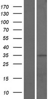 CCDC42B Protein - Western validation with an anti-DDK antibody * L: Control HEK293 lysate R: Over-expression lysate