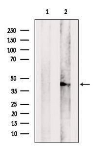 CCDC44 / TACO1 Antibody