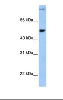 CCDC50 Antibody - 721_B cell lysate. Antibody concentration: 1.0 ug/ml. Gel concentration: 12%.  This image was taken for the unconjugated form of this product. Other forms have not been tested.