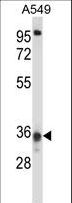 CCDC50 Antibody - CCDC50 Antibody western blot of A549 cell line lysates (35 ug/lane). The CCDC50 antibody detected the CCDC50 protein (arrow).