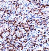 CCDC50 Antibody - CCDC50 Antibody immunohistochemistry of formalin-fixed and paraffin-embedded human pancreas tissue followed by peroxidase-conjugated secondary antibody and DAB staining.