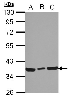 CCDC50 Antibody - Sample (30 ug of whole cell lysate) A: 293T B: A431 C: HeLa 10% SDS PAGE CCDC50 antibody diluted at 1:5000