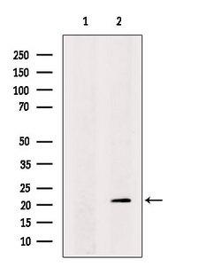 CCDC53 Antibody