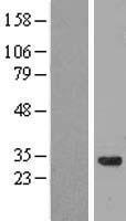 CCDC53 Protein - Western validation with an anti-DDK antibody * L: Control HEK293 lysate R: Over-expression lysate