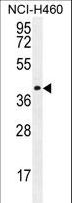 CCDC54 Antibody - CCDC54 Antibody western blot of NCI-H460 cell line lysates (35 ug/lane). The CCDC54 antibody detected the CCDC54 protein (arrow).