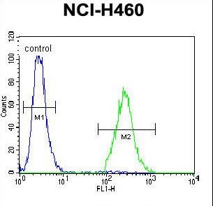 CCDC54 Antibody - CCDC54 Antibody flow cytometry of NCI-H460 cells (right histogram) compared to a negative control cell (left histogram). FITC-conjugated goat-anti-rabbit secondary antibodies were used for the analysis.