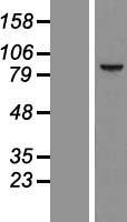 CCDC54 Protein - Western validation with an anti-DDK antibody * L: Control HEK293 lysate R: Over-expression lysate