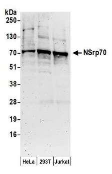 CCDC55 Antibody - Detection of human NSrp70 by western blot. Samples: Whole cell lysate (50 µg) from HeLa, HEK293T, and Jurkat cells prepared using NETN lysis buffer. Antibodies: Affinity purified rabbit anti-NSrp70 antibody used for WB at 0.1 µg/ml. Detection: Chemiluminescence with an exposure time of 3 minutes.