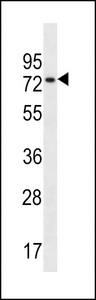 CCDC55 Antibody - CCDC55 Antibody western blot of 293 cell line lysates (35 ug/lane). The CCDC55 antibody detected the CCDC55 protein (arrow).