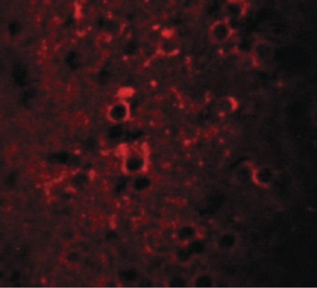 CCDC55 Antibody - Immunofluorescence of CCDC55 in mouse brain cells with CCDC55 antibody at 20 ug/ml.