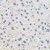 CCDC59 Antibody - Immunohistochemistry of paraffin-embedded Rat liver using CCDC59 Polyclonal Antibody at dilution of 1:100 (40x lens).