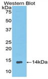 CCDC60 Antibody - Western blot of recombinant CCDC60.  This image was taken for the unconjugated form of this product. Other forms have not been tested.