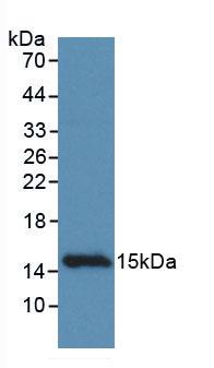 CCDC60 Antibody - Western Blot; Sample: Recombinant CCDC60, Rat.