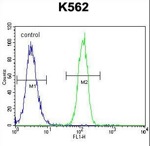 CCDC61 Antibody - CCDC61 Antibody flow cytometry of K562 cells (right histogram) compared to a negative control cell (left histogram). FITC-conjugated goat-anti-rabbit secondary antibodies were used for the analysis.