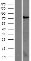 CCDC62 Protein - Western validation with an anti-DDK antibody * L: Control HEK293 lysate R: Over-expression lysate
